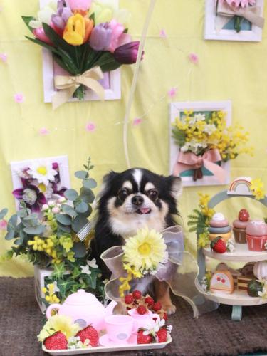 20230316ごまくん